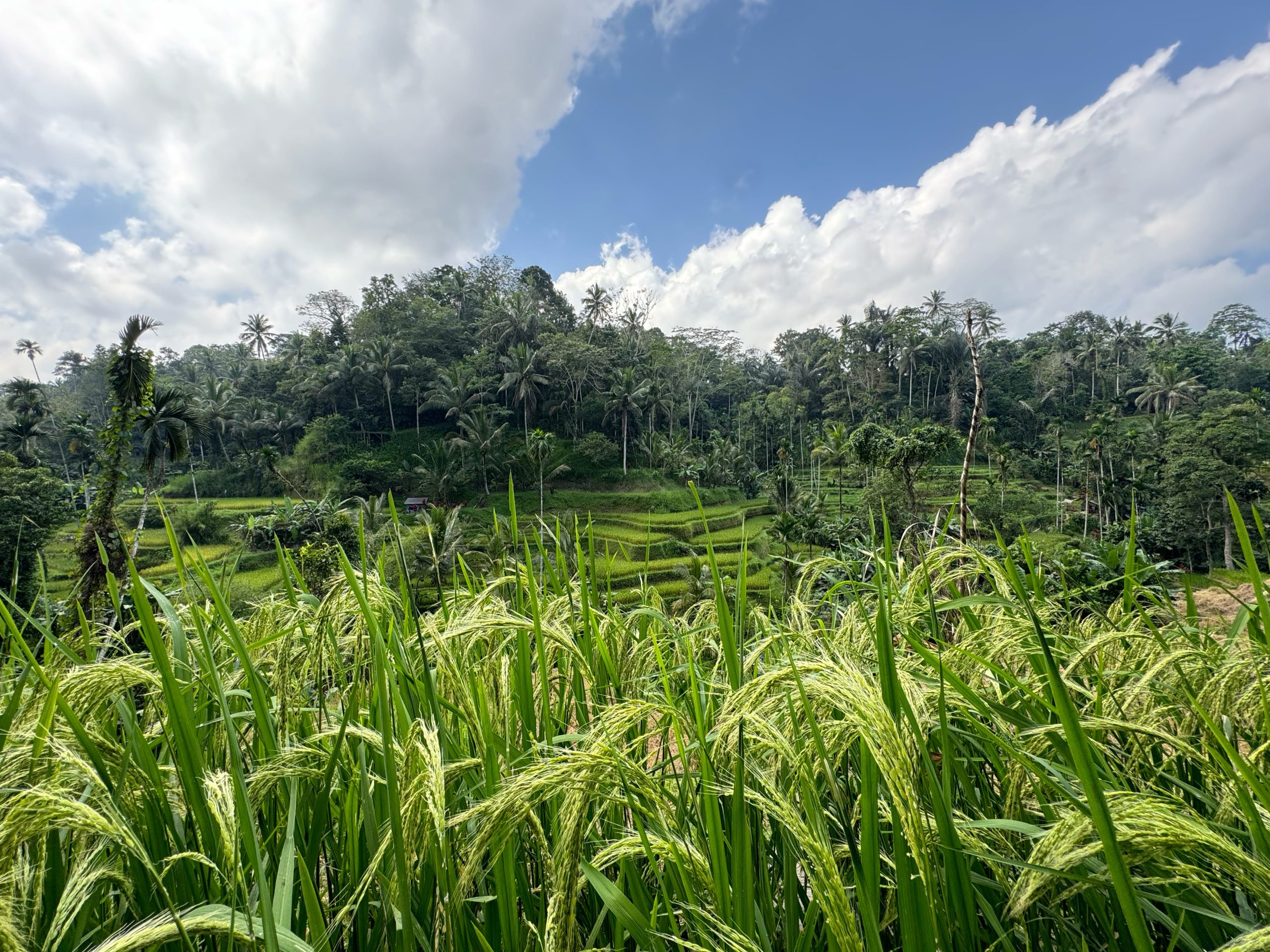Bali Yoga Retreat - Excursion Rice Fields